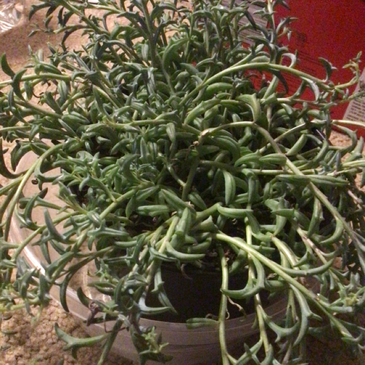 String of Dolphins plant photo by @Limzatt named Einstein on Greg, the plant care app.