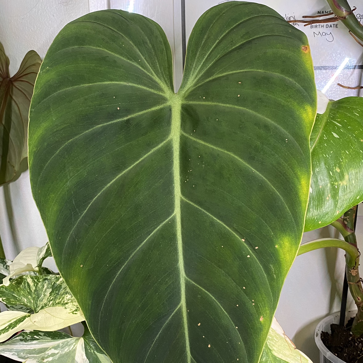 Philodendron 'Glorius' with a prominent leaf showing minor yellowing spots. Other plants visible in the background.