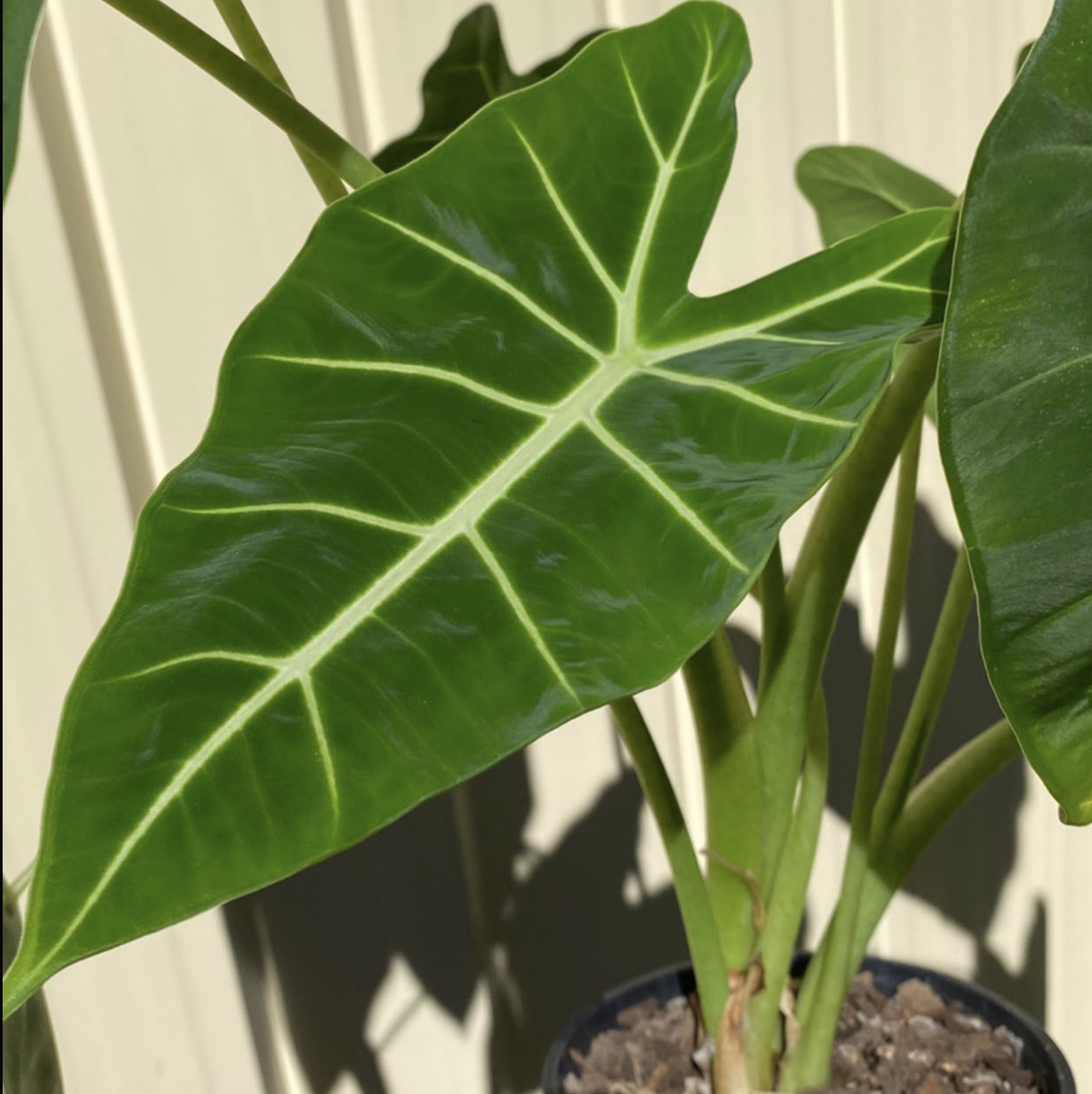 Photo of the plant species Alocasia 'Frydek' by @leneslittlejungle named Freda on Greg, the plant care app