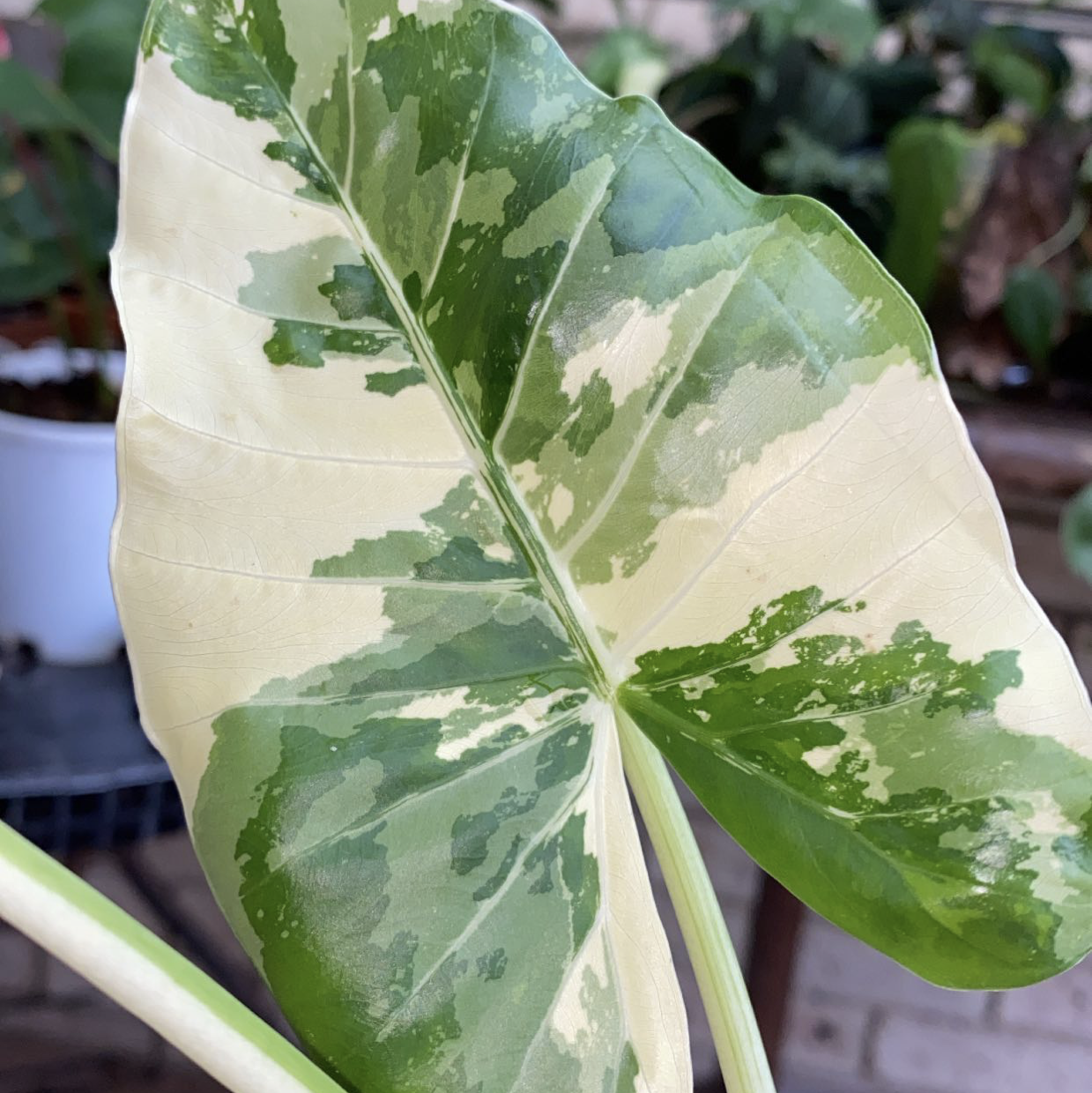 Photo of the plant species Variegated Alocasia by @leneslittlejungle named Ava on Greg, the plant care app