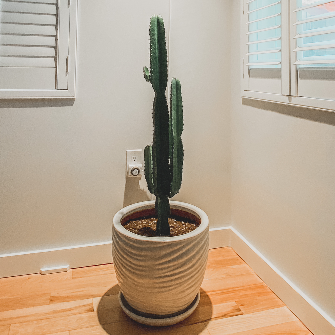 Potted Mexican Fence Post Cactus placed indoors near a window.