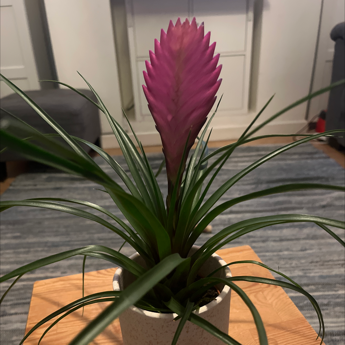 Pink Quill plant (Tillandsia cyanea) in a pot with vibrant pink bracts and green leaves.