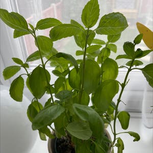 Sweet Basil plant photo by @markkelly named Your plant on Greg, the plant care app.