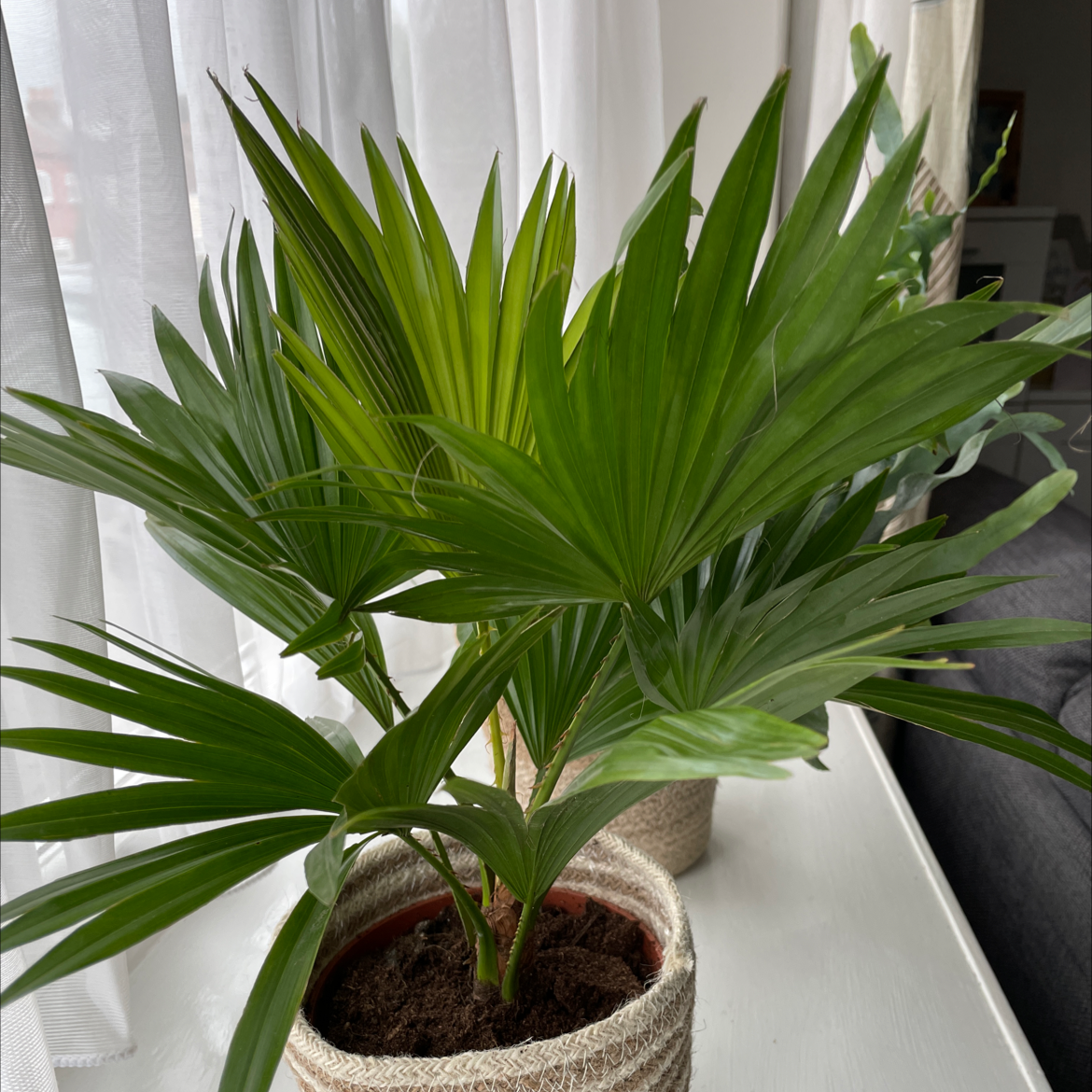 Healthy, thriving Rhapis palm in woven planter with vibrant green fronds and visible dark soil.