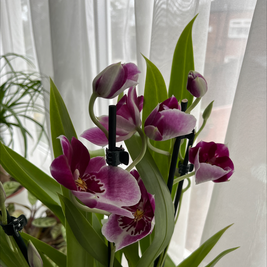 Miltoniopsis phalaenopsis plant with vibrant purple and white flowers, healthy green leaves.
