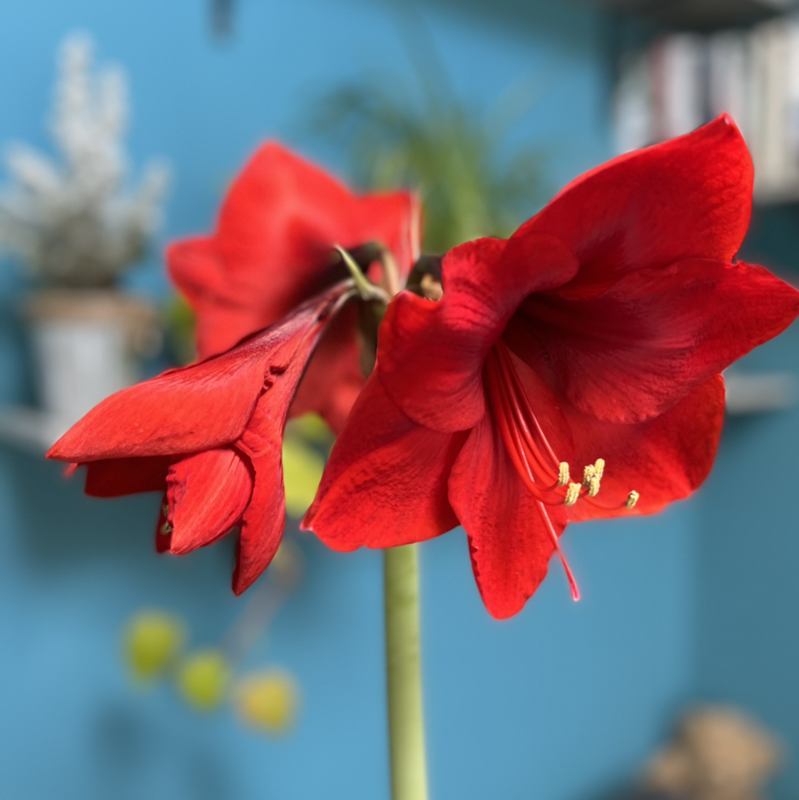 Hippeastrum 'Red Lion' with vibrant red flowers in focus against a blurred background.