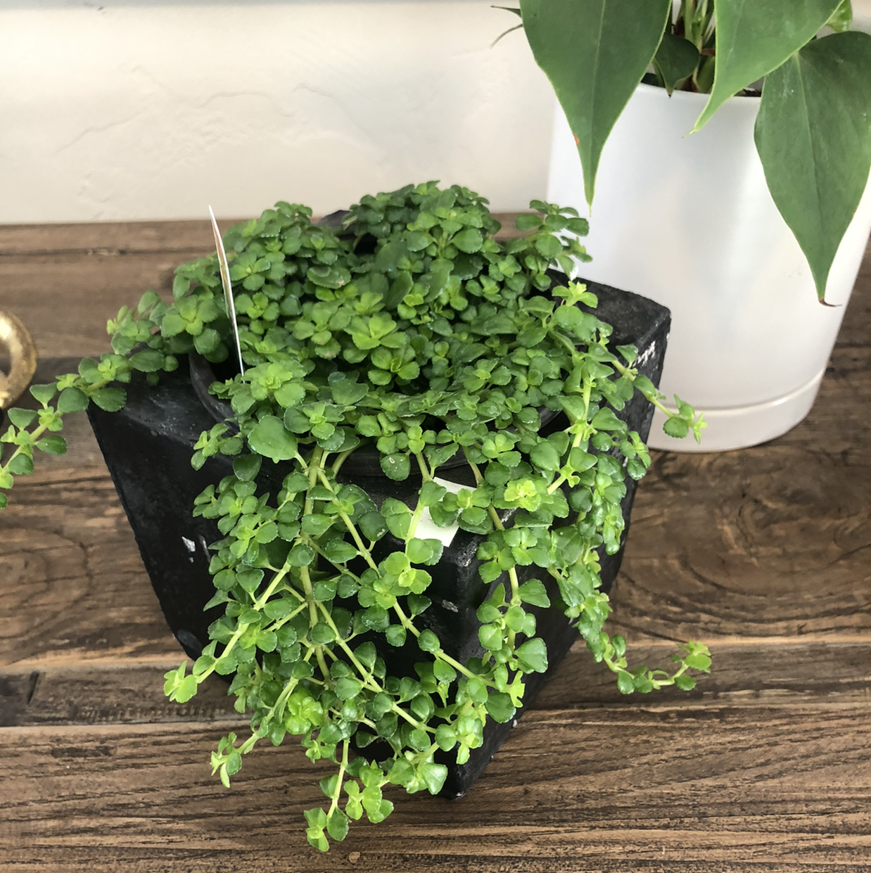 Healthy, lush Pilea baby tears plant with dense green foliage cascading over sides of black plastic pot, with white vase in background.