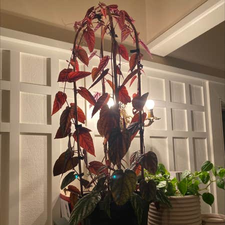 Photo of the plant species Princess Vine by O j named Fred on Greg, the plant care app