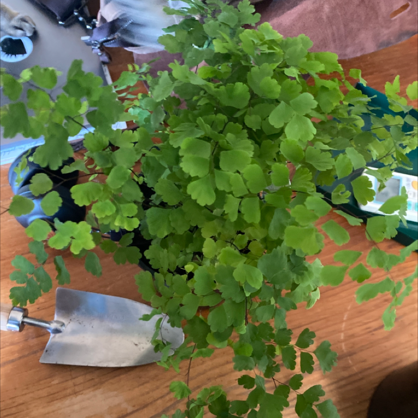 Healthy Pacific Maidenhair Fern with green leaves and gardening tools in the background.