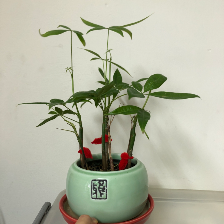 Money Tree plant photo by Ps named Moneygirl on Greg, the plant care app.