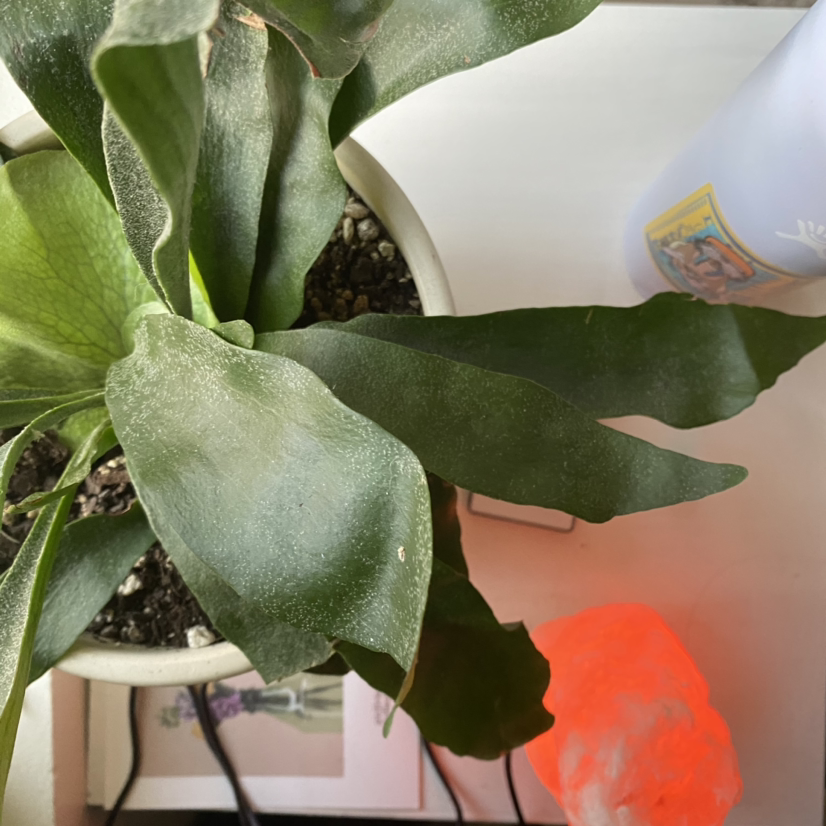 A healthy potted Elkhorn Fern with green leaves and visible soil.