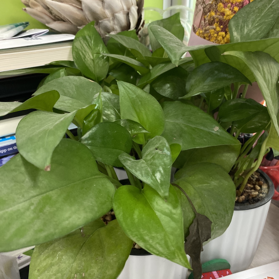 Taro Vine plant photo by 莺 named Golden photos on Greg, the plant care app.