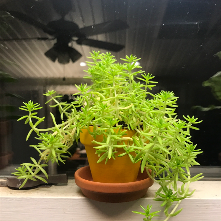 Healthy Jenny's Stonecrop plant in a small pot with vibrant green leaves.