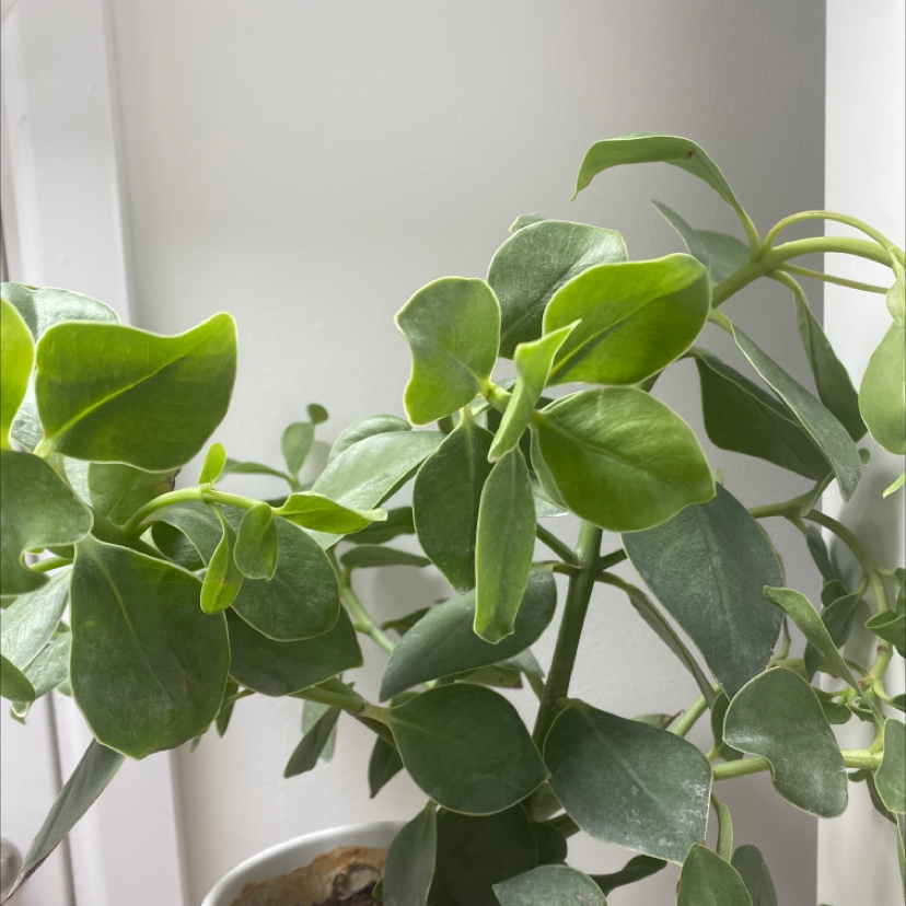 Photo of the plant species Crassula clavata by Lilly named Gaga on Greg, the plant care app