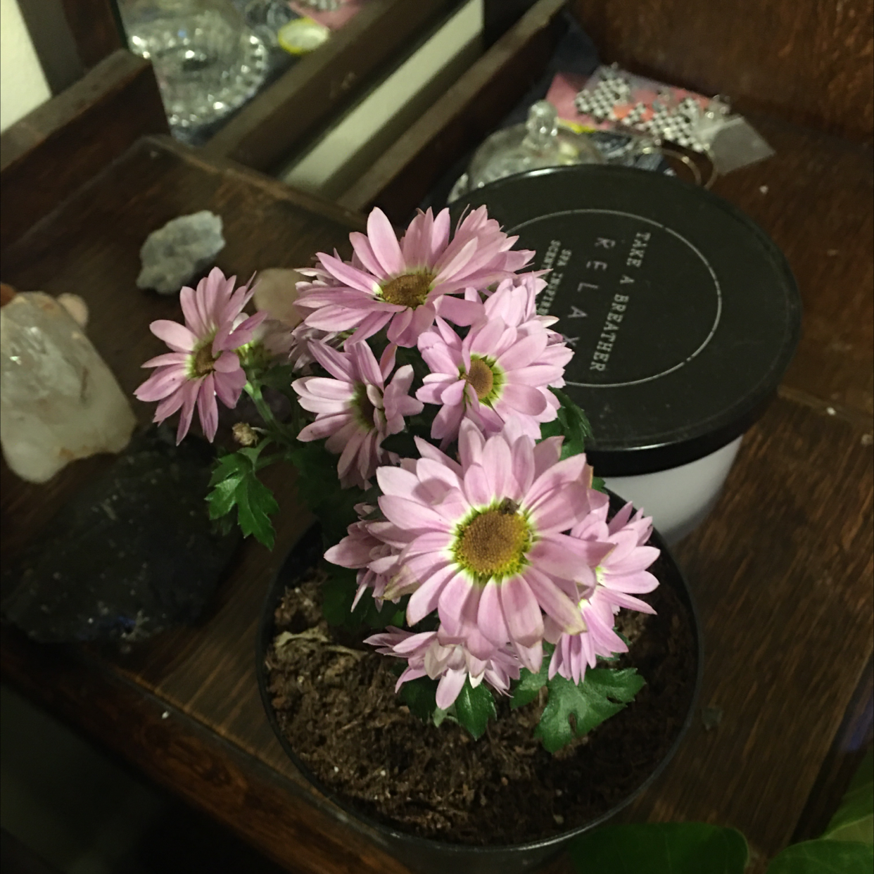 Potted Florist's Daisy with pink flowers and visible soil.