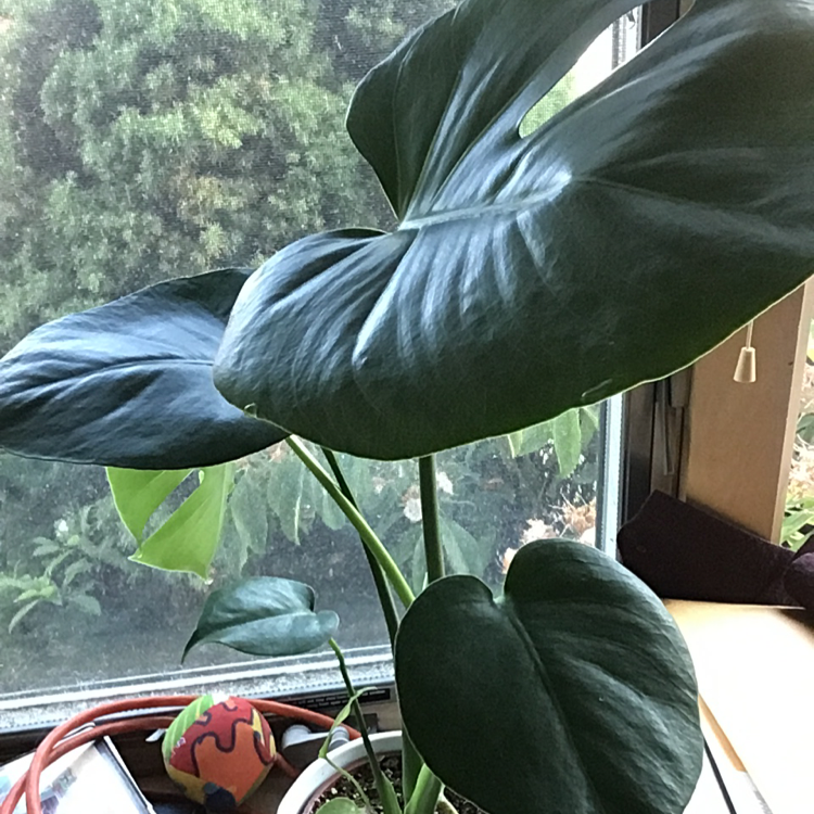 Monstera plant photo by Nancy named Monster on Greg, the plant care app.