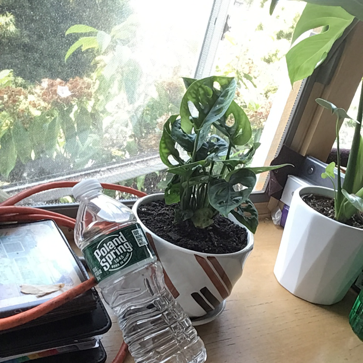 Swiss Cheese Vine plant photo by Nancy named Monstero jr on Greg, the plant care app.
