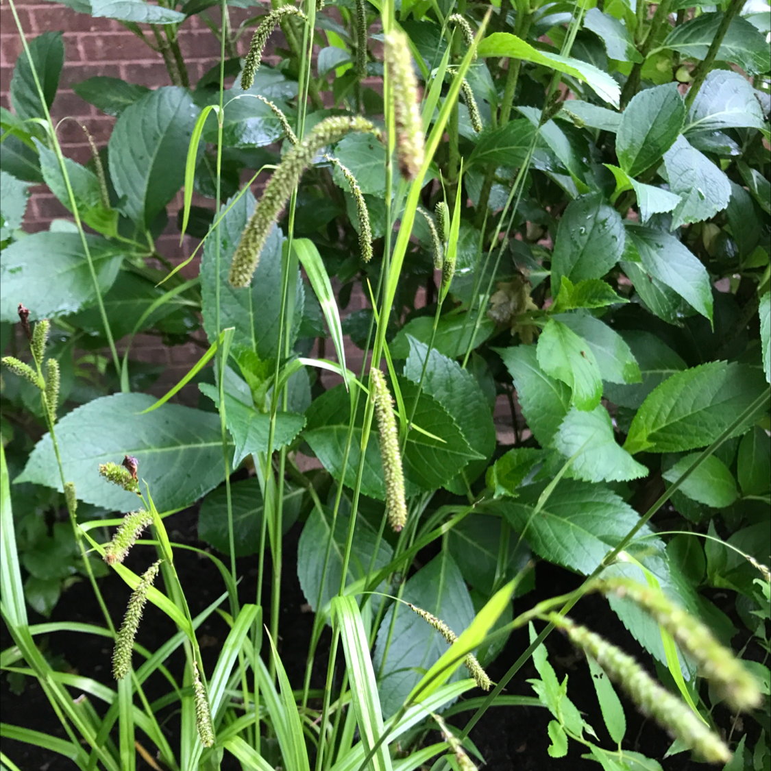 Photo of the plant species Fringed Sedge by Gill named Grass on Greg, the plant care app