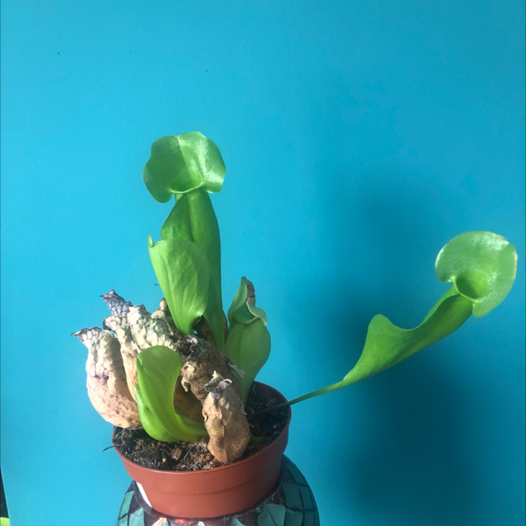 Purple Pitcher Plant in a pot with some brown and withered leaves against a blue background.