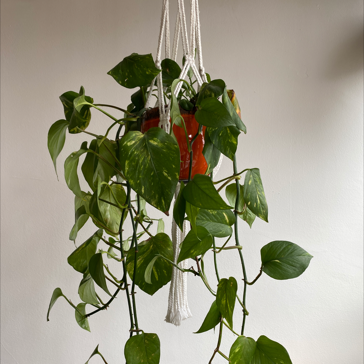 Taro Vine plant photo by @jamielovesplants named Hugh on Greg, the plant care app.