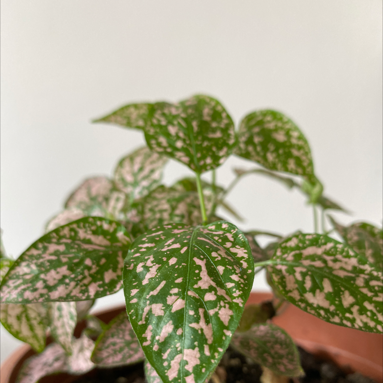 Polka Dot Plant plant photo by @jamielovesplants named Polly on Greg, the plant care app.