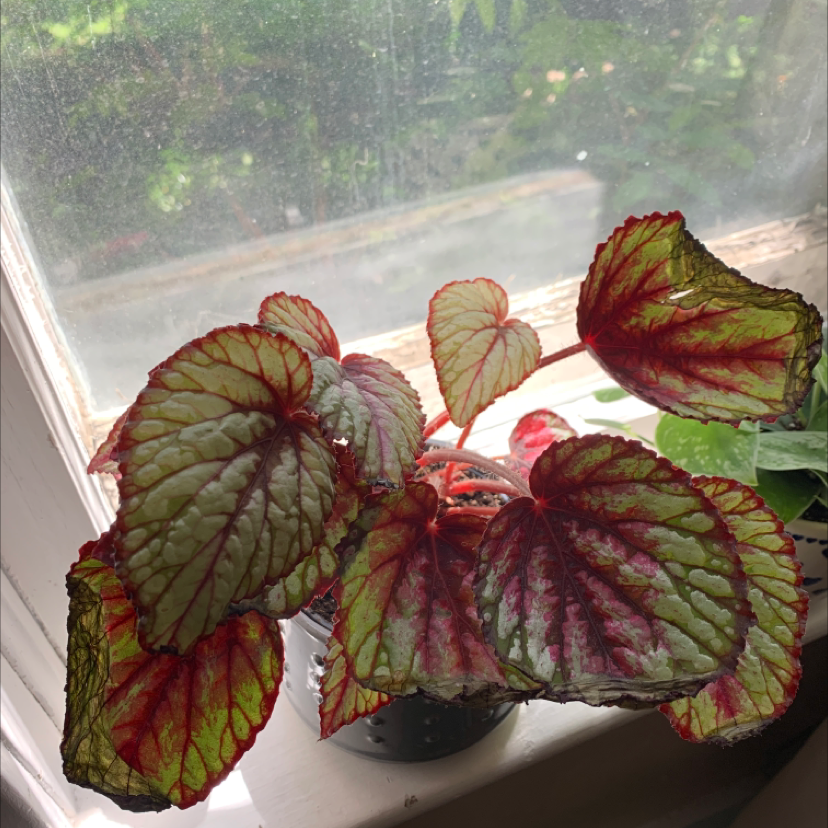 Exotica Begonia plant with colorful leaves near a window, some browning at the edges.