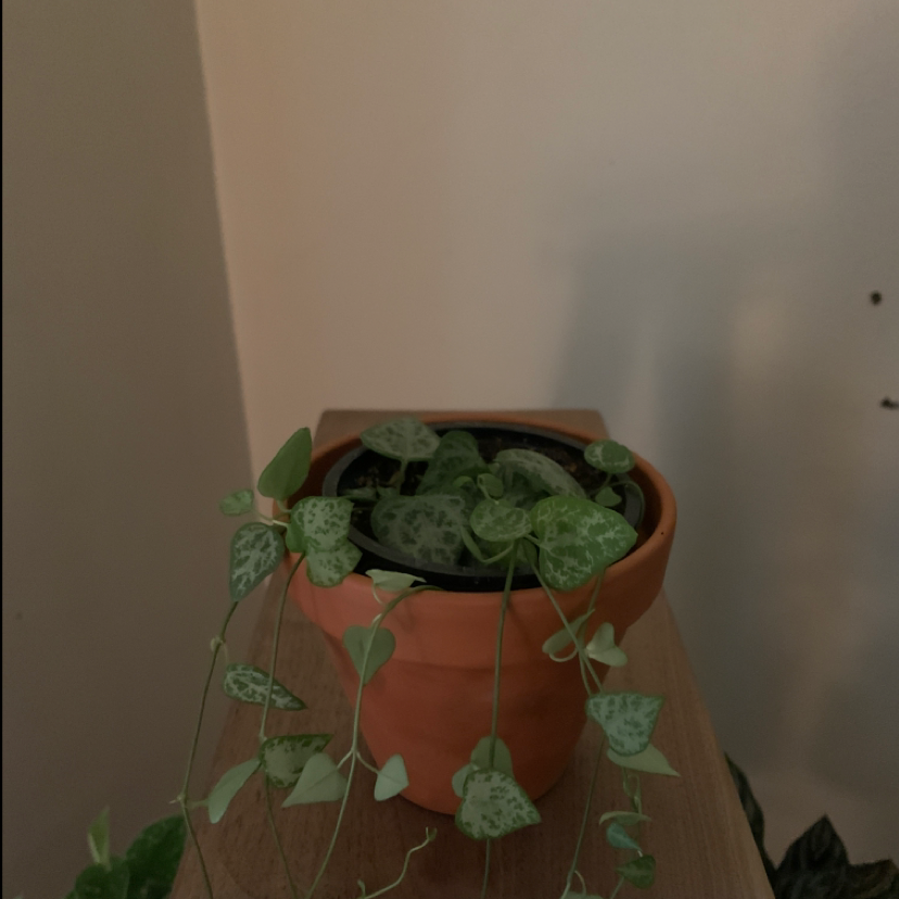Photo of the plant species String of Spades by @Serenashae named Barnaby on Greg, the plant care app