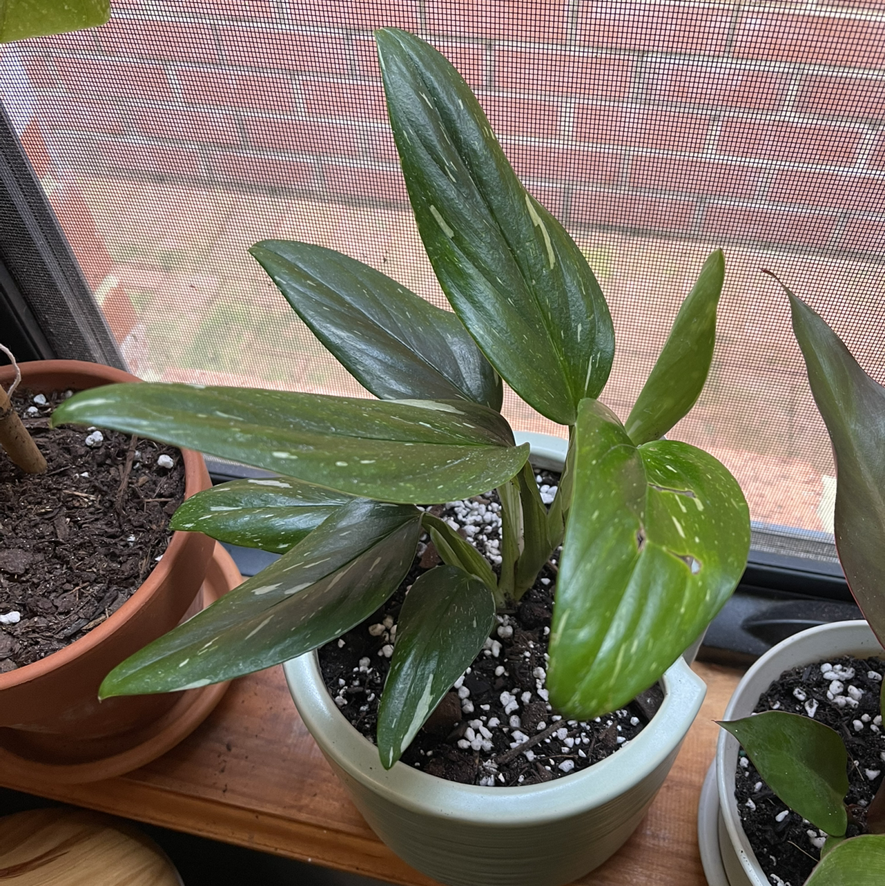 Photo of the plant species Monstera Cobra by @kirbstomp named ramona flowers on Greg, the plant care app