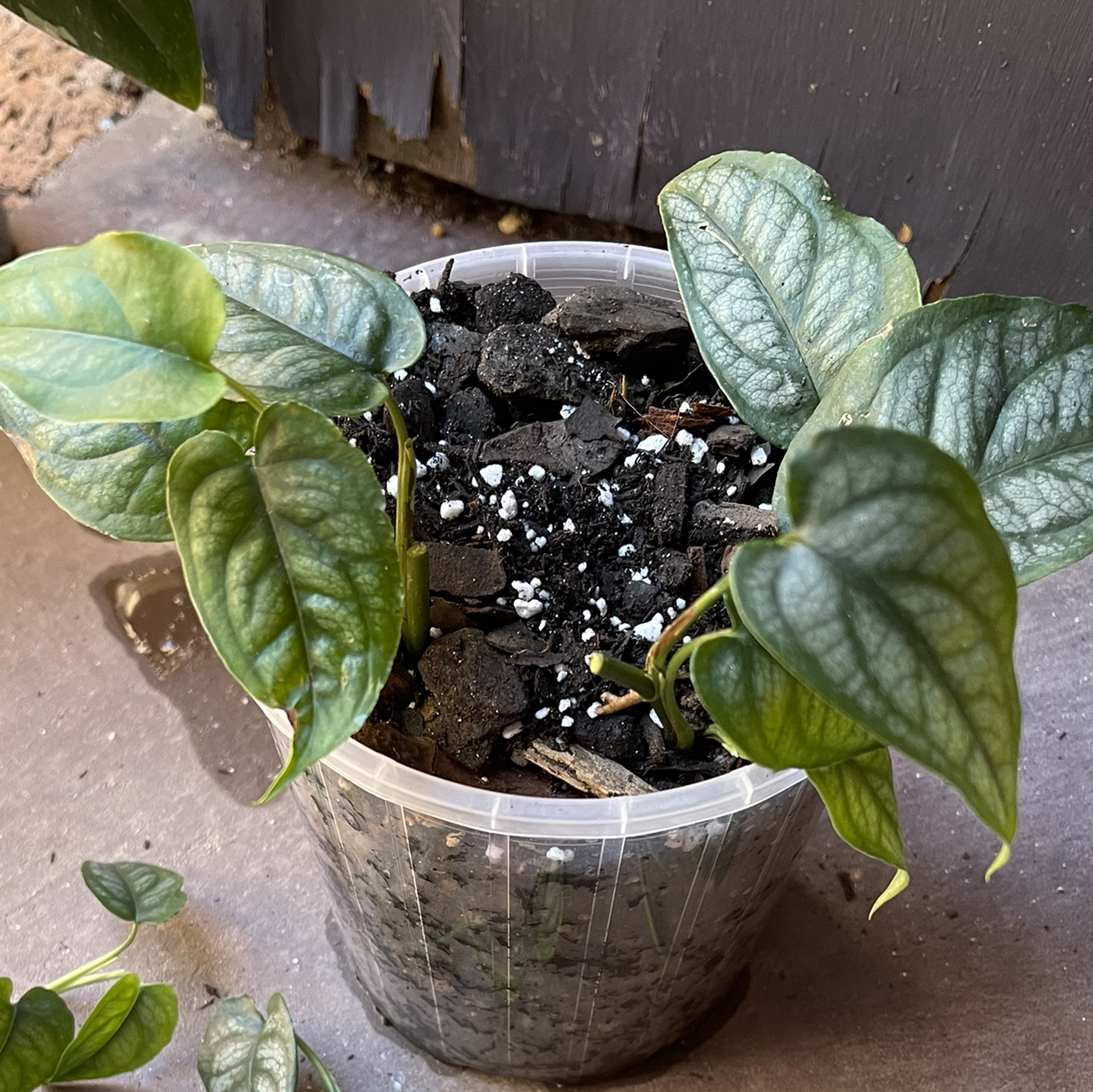 Potted Silver Monstera plant with healthy, heart-shaped leaves and visible soil.