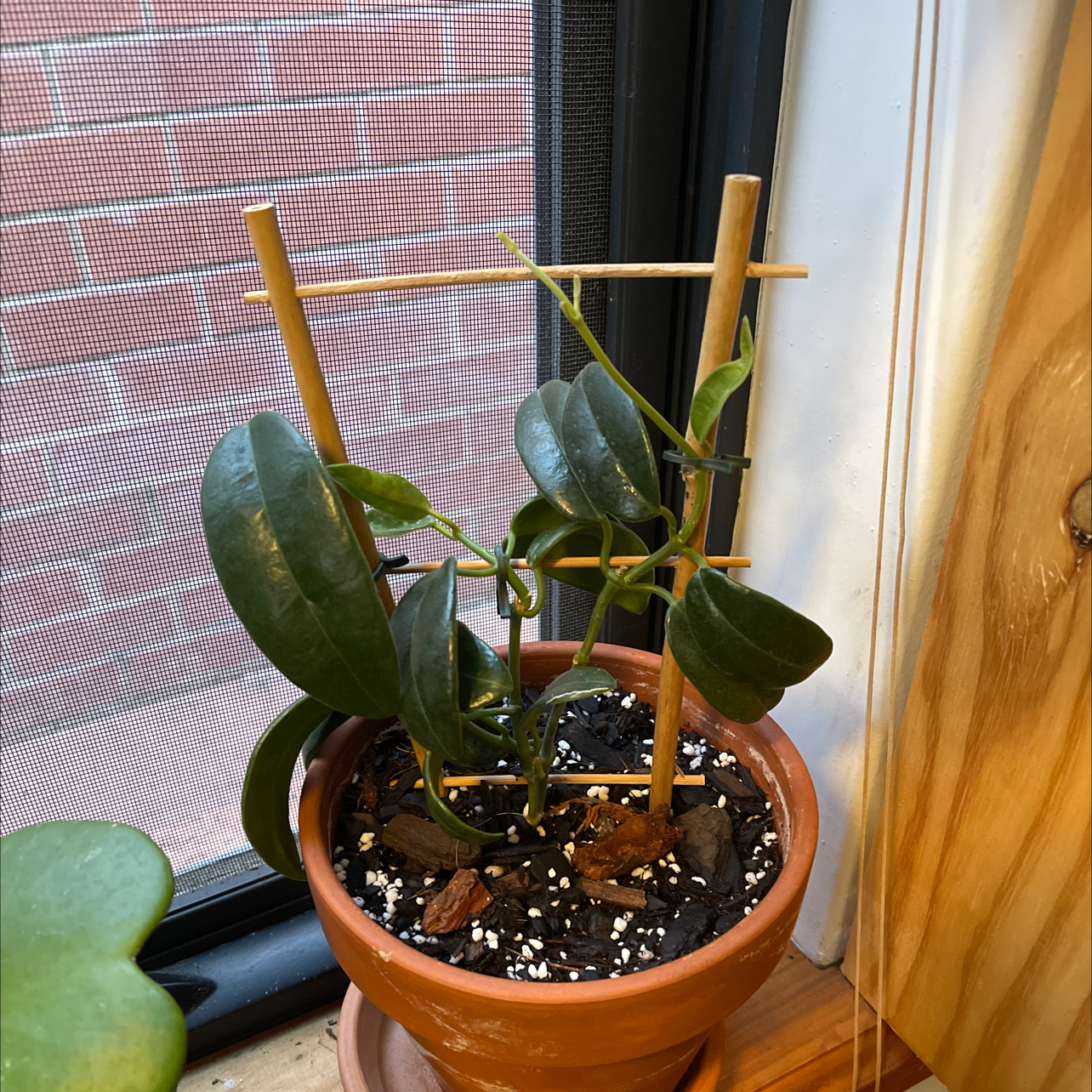 Photo of the plant species Hoya coronaria by @kirbstomp named Thing on Greg, the plant care app