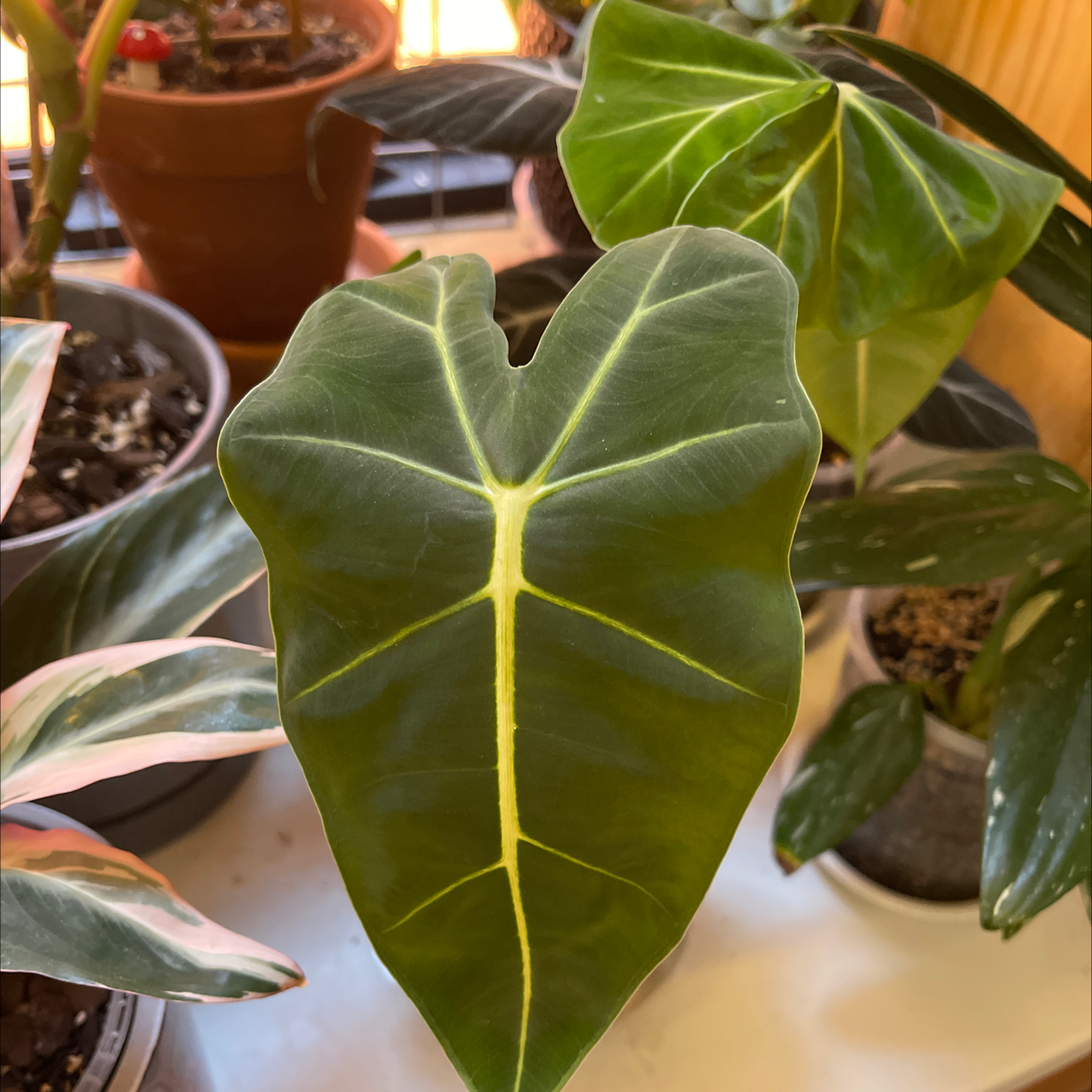 Green Velvet Alocasia with healthy green leaves and visible soil in the background.