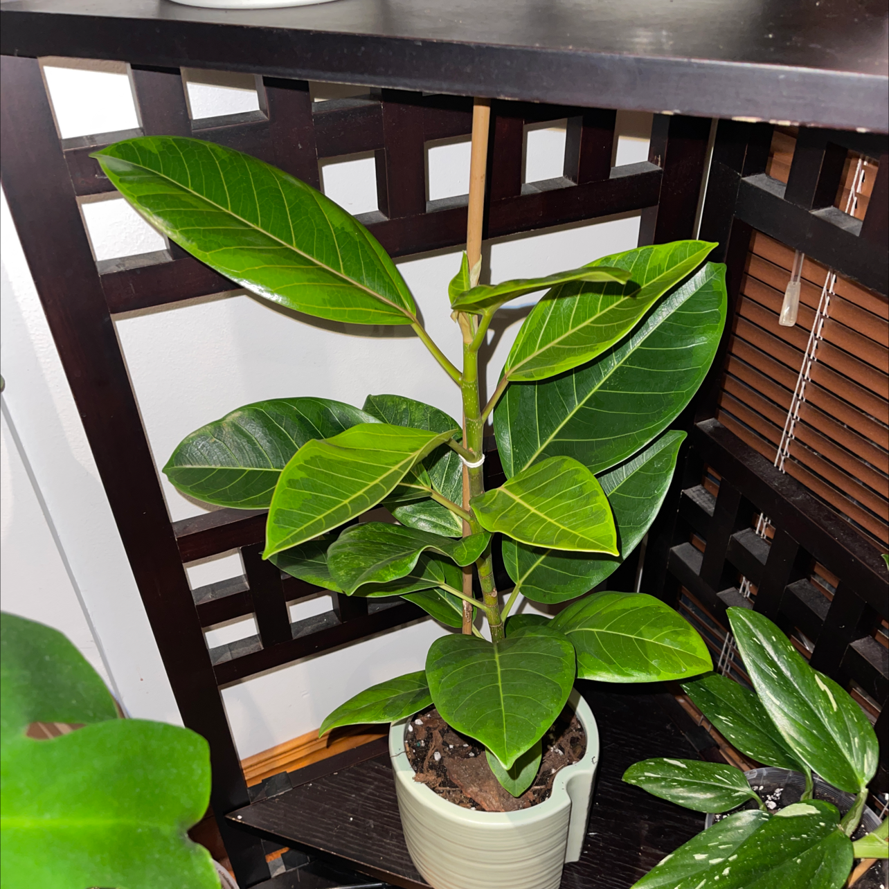 Photo of the plant species Yellow Ficus by @kirbstomp named Dakota Johnson on Greg, the plant care app