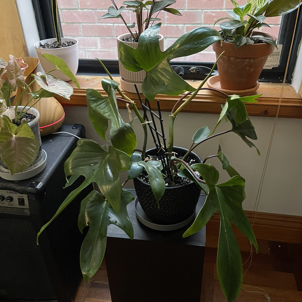 Photo of the plant species Philodendron 'Florida' by @kirbstomp named Orlando on Greg, the plant care app
