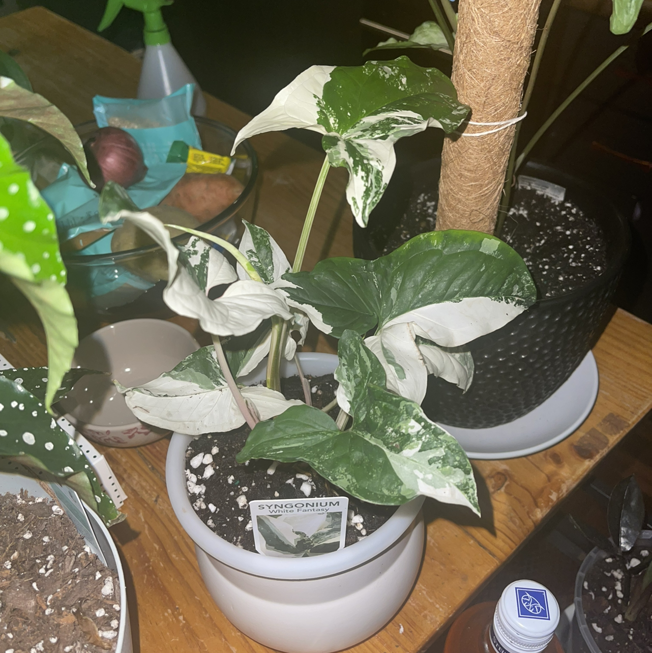 Photo of the plant species Variegated Arrowhead Vine by @kirbstomp named Daenerys on Greg, the plant care app