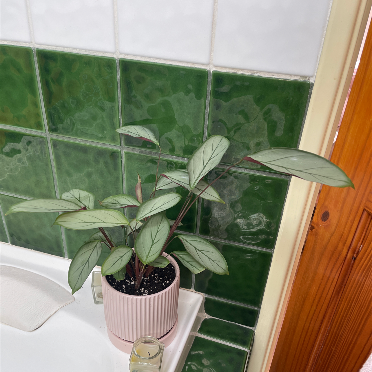 Photo of the plant species Never Never Ctenanthe by @kirbstomp named rebel on Greg, the plant care app