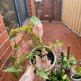 Pink Syngonium plant in Nollamara, Western Australia