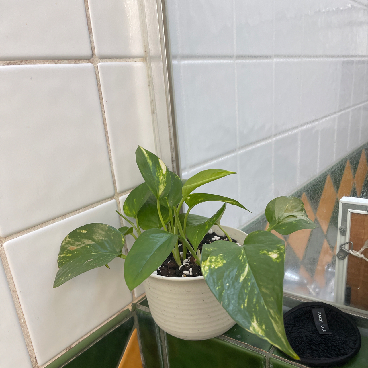 Taro Vine plant photo by @kirbstomp named dumbledore on Greg, the plant care app.