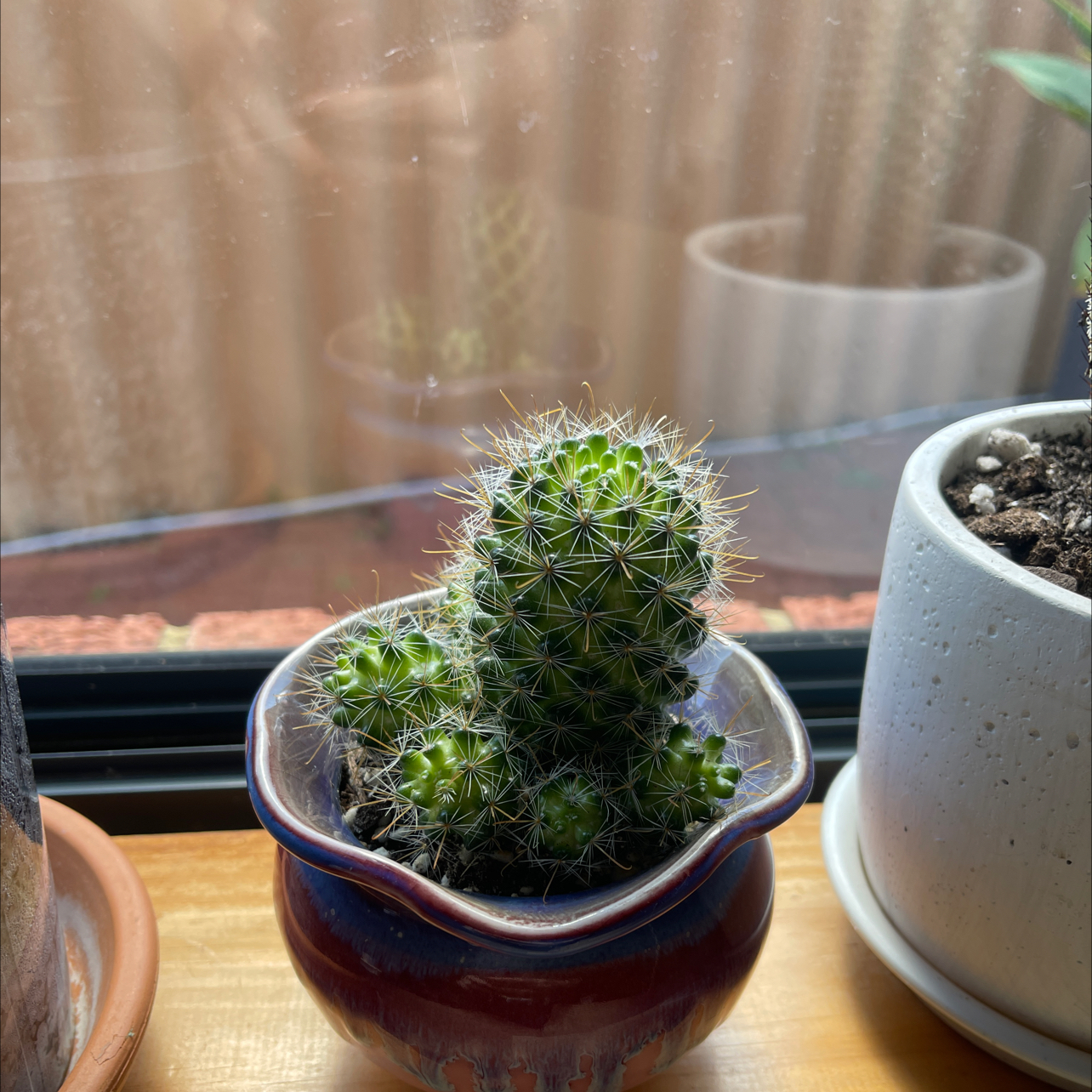Photo of the plant species Simpson Hedgehog Cactus by @kirbstomp named octo on Greg, the plant care app