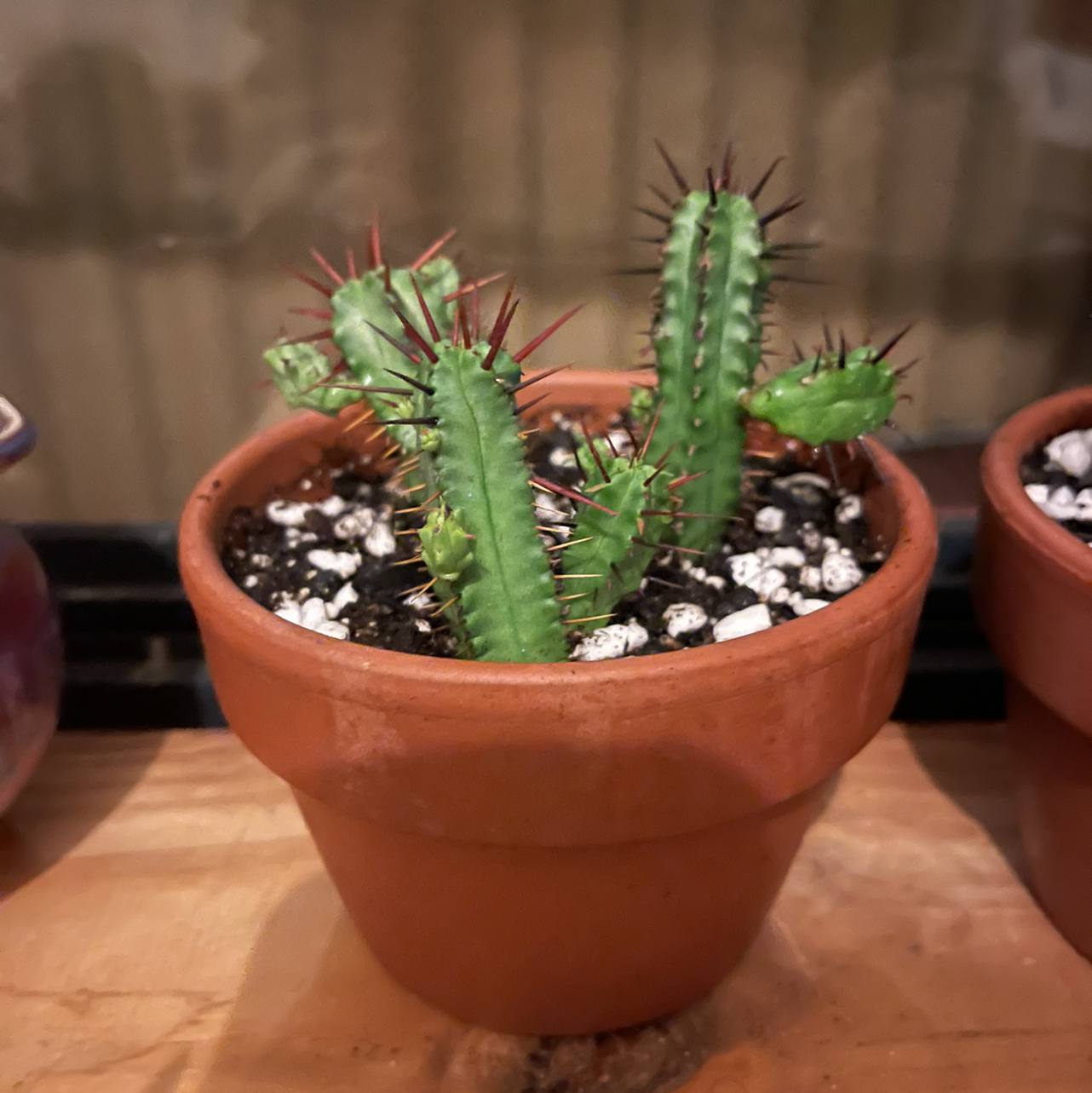 Photo of the plant species Euphorbia heptagona by @kirbstomp named Aerith on Greg, the plant care app