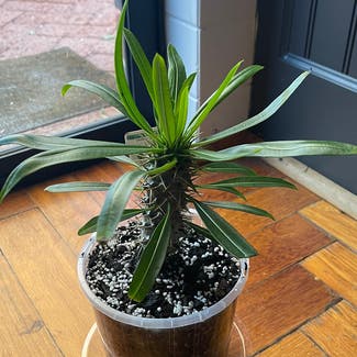 Madagascar Palm plant in Nollamara, Western Australia