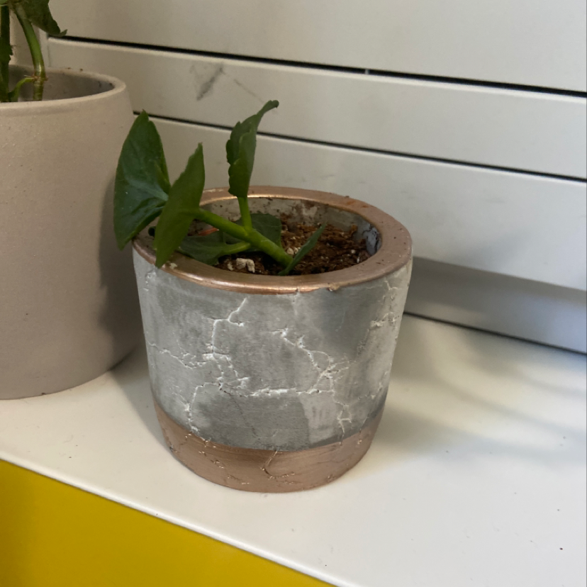 Photo of the plant species Golden Lotus Banana by Chelsea named Topsy on Greg, the plant care app
