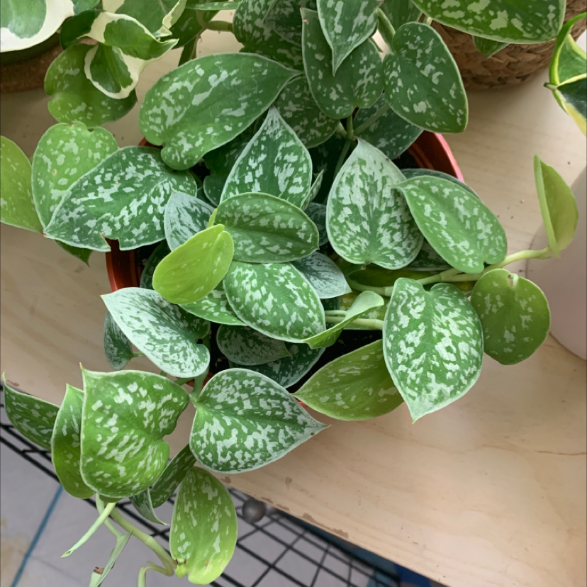 Healthy Satin Pothos plant with lush green and white patterned leaves in a small brown pot, well-framed image with no distractions.