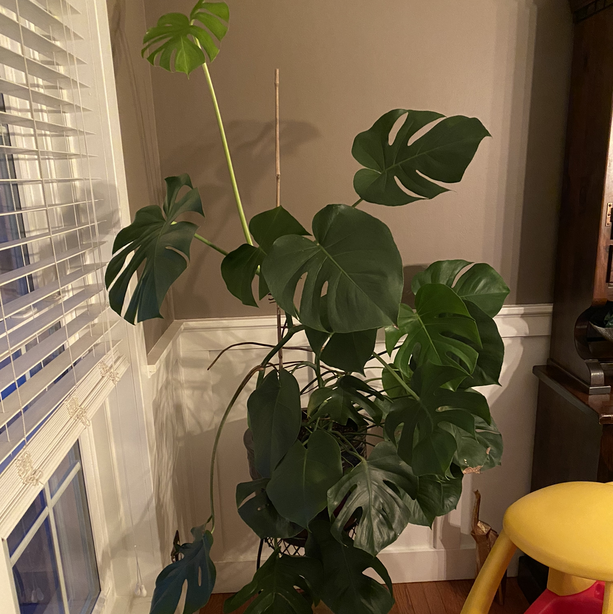 Monstera plant photo by @Lindseylombardo named Monster on Greg, the plant care app.