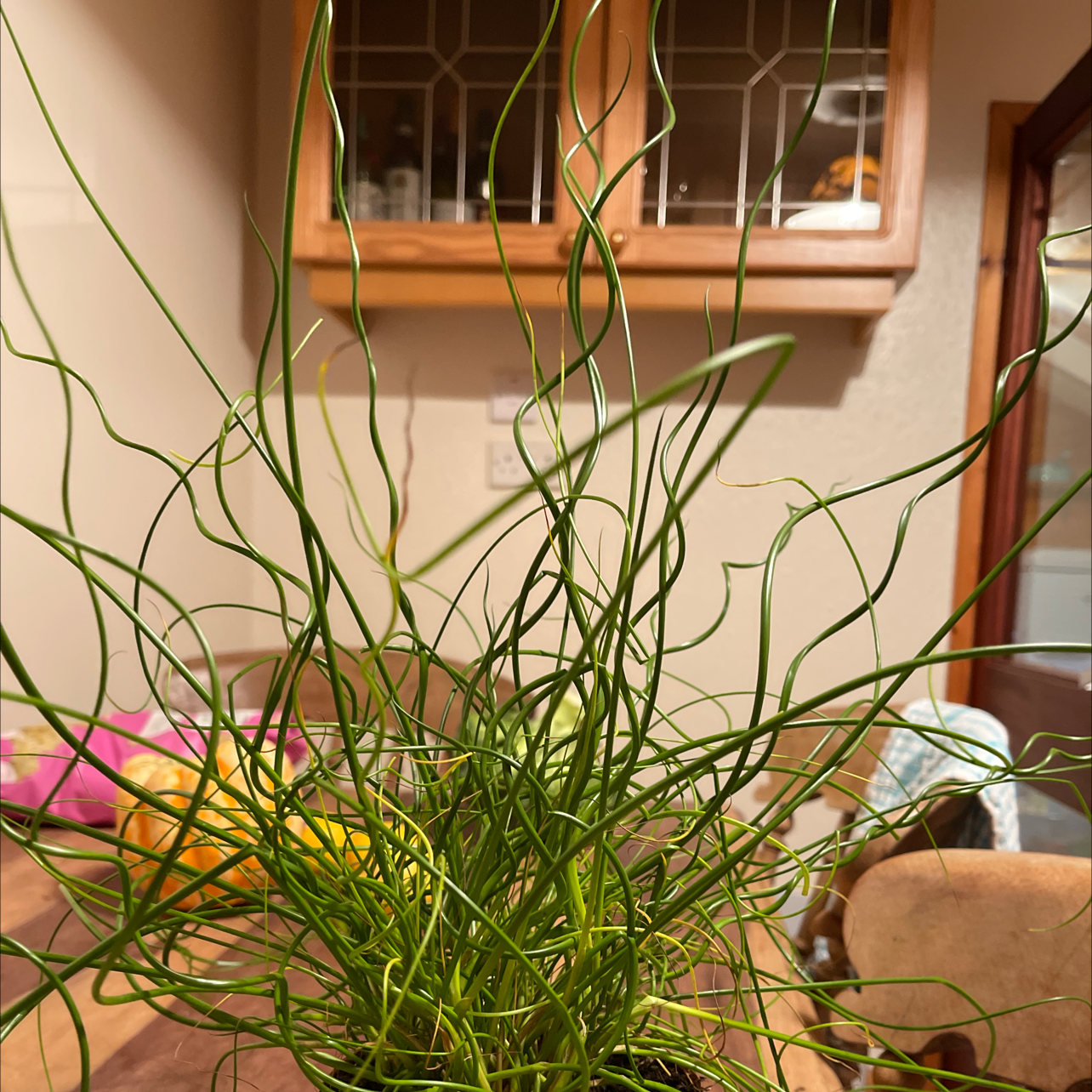 Common Rush plant with thin, curly green stems indoors on a wooden surface.