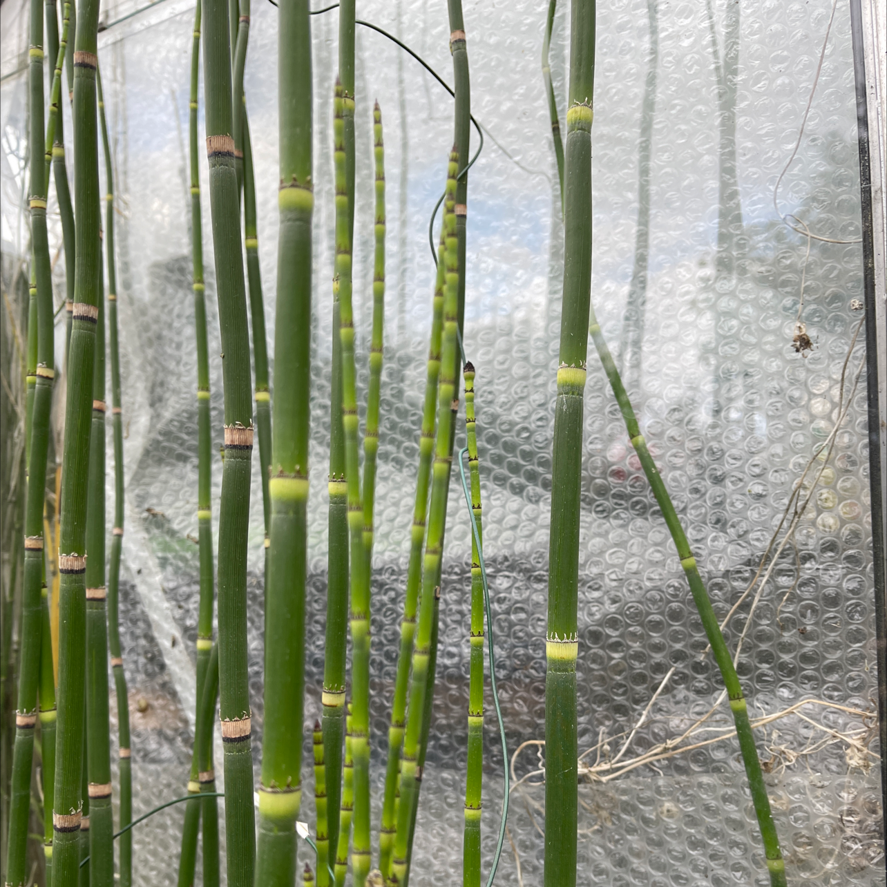 Tall, segmented green stems of Common Scouring-Rush against a bubble wrap-like background.