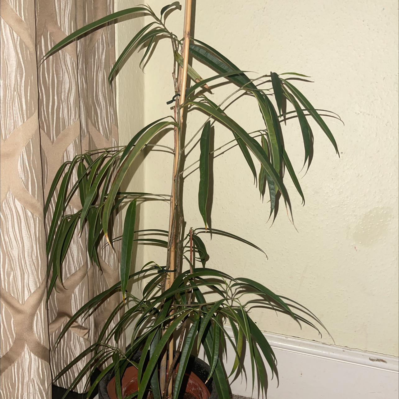Ficus Alii plant indoors with long, narrow green leaves, placed near a curtain.