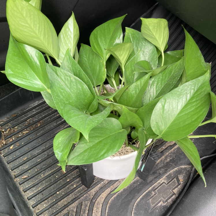 Jade Pothos plant photo by @ktbashore named Envy on Greg, the plant care app.