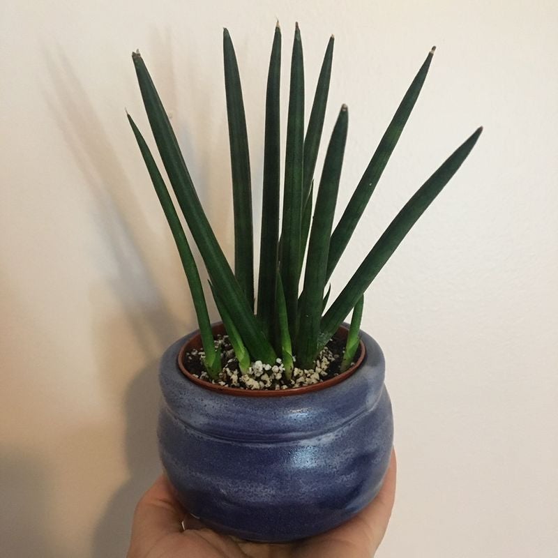 🐍 How To Know When To Repot A Cylindrical Snake Plant?