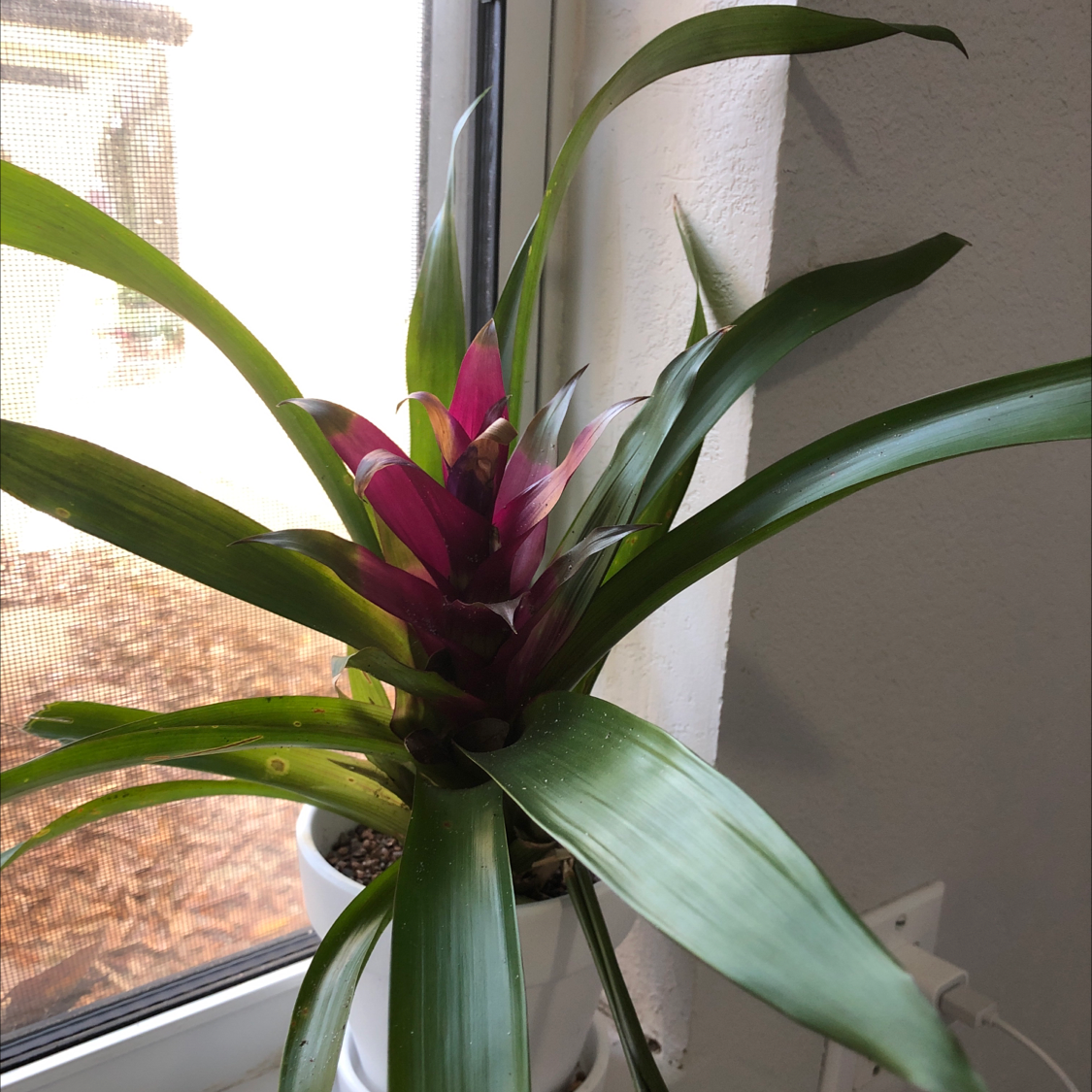 Healthy potted Droophead Tufted Airplant with long green leaves and vibrant pink inflorescence in bloom on a bright windowsill.