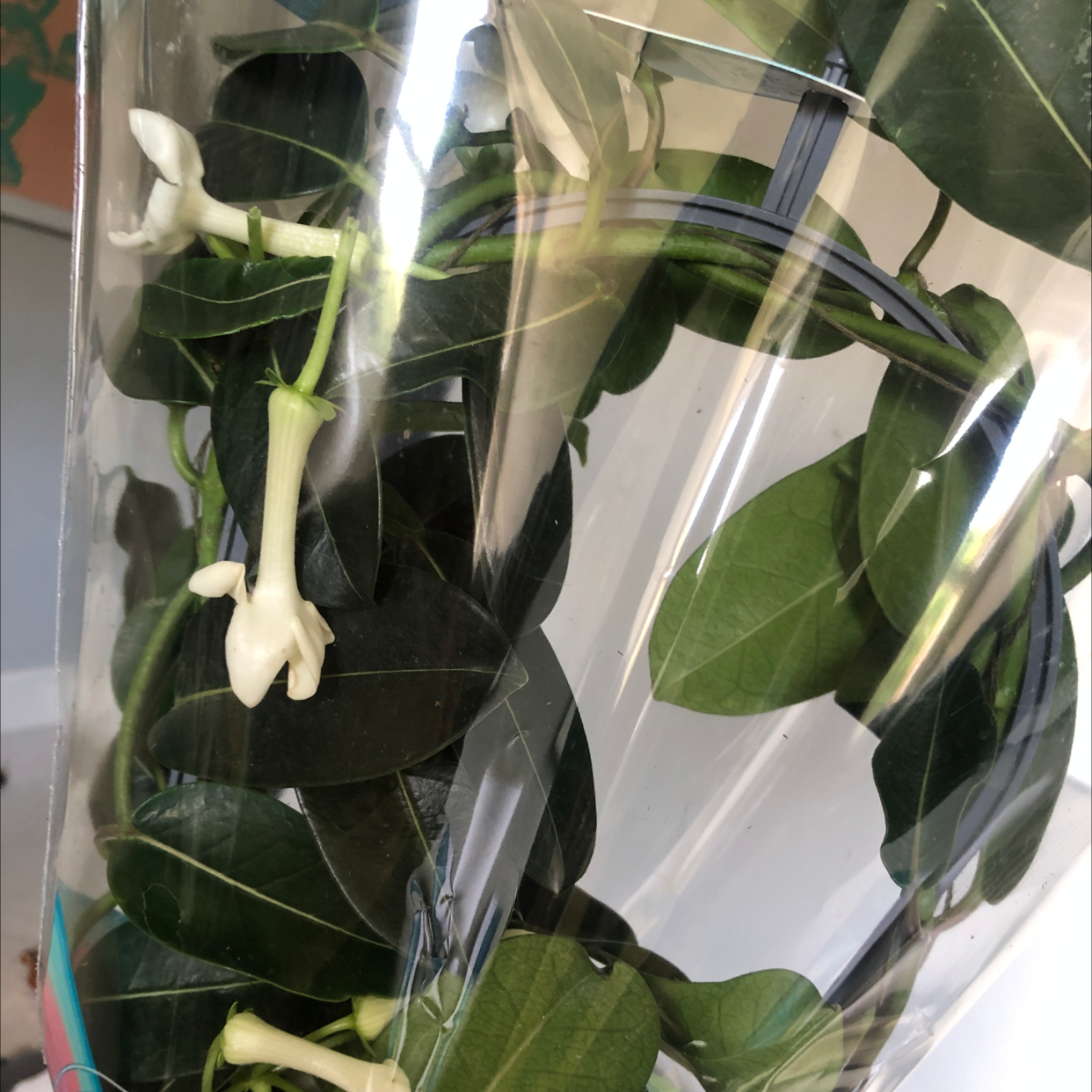 Stephanotis plant with dark green leaves and white flowers, well-framed and healthy.